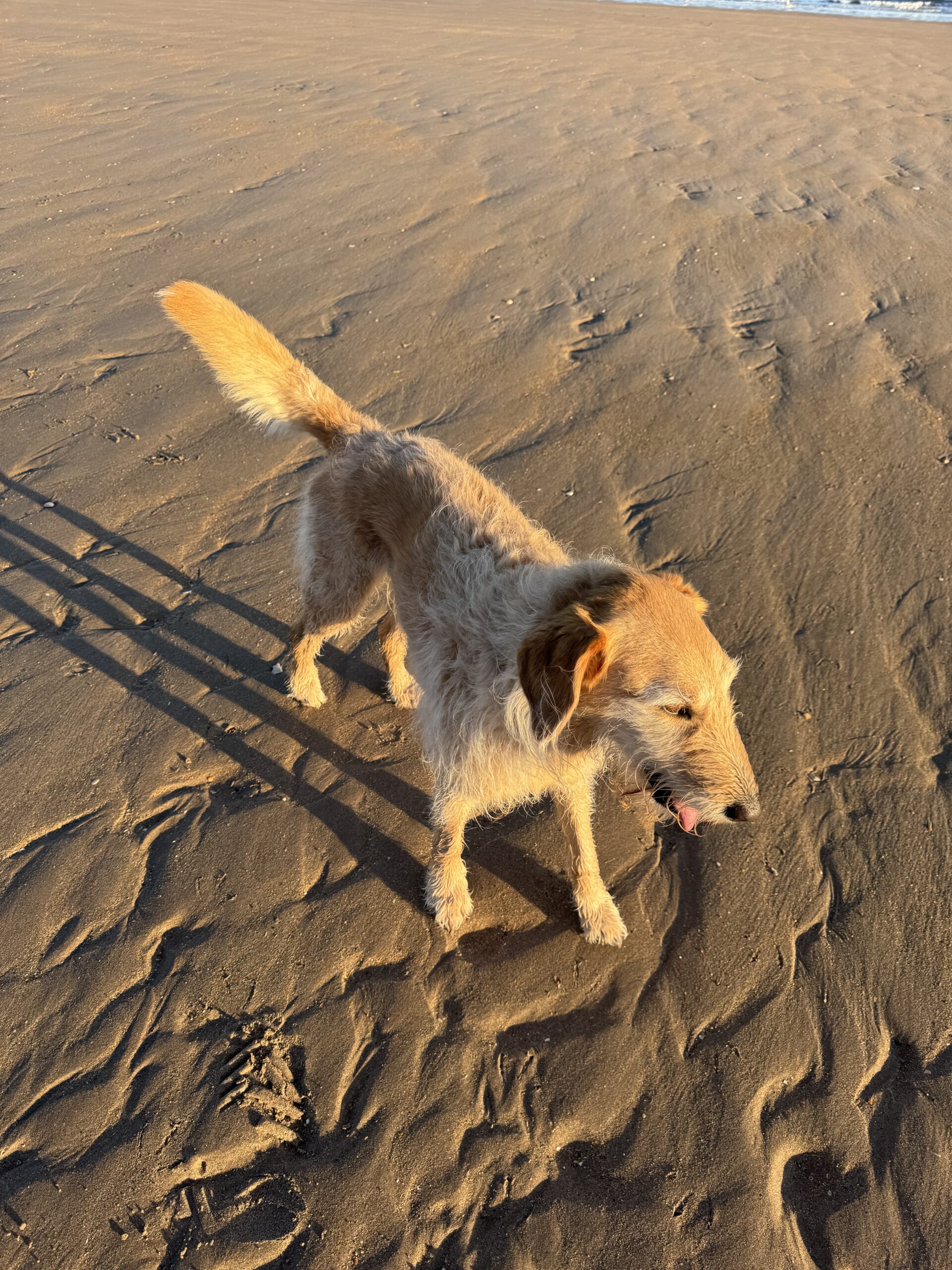 Gullane